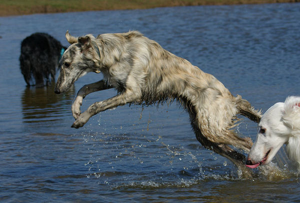 Water jumping - Silken Windhound
