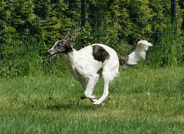 Fay, Silken Windhound running