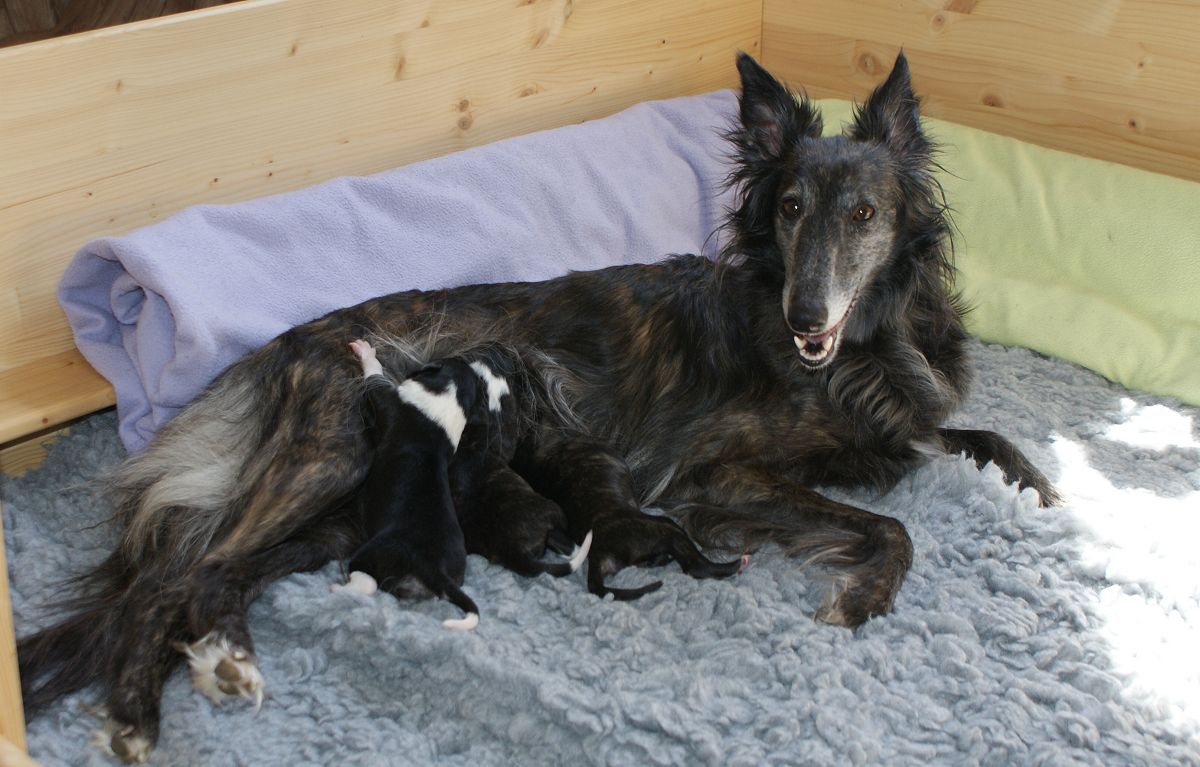 Silken Windhound Maya mit ihren Welpen