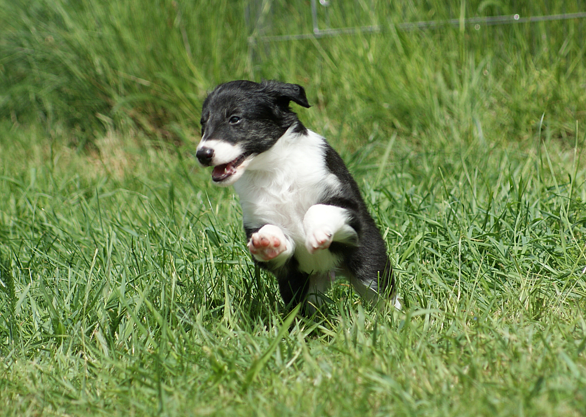 Silken Windhound Puppy, jumping