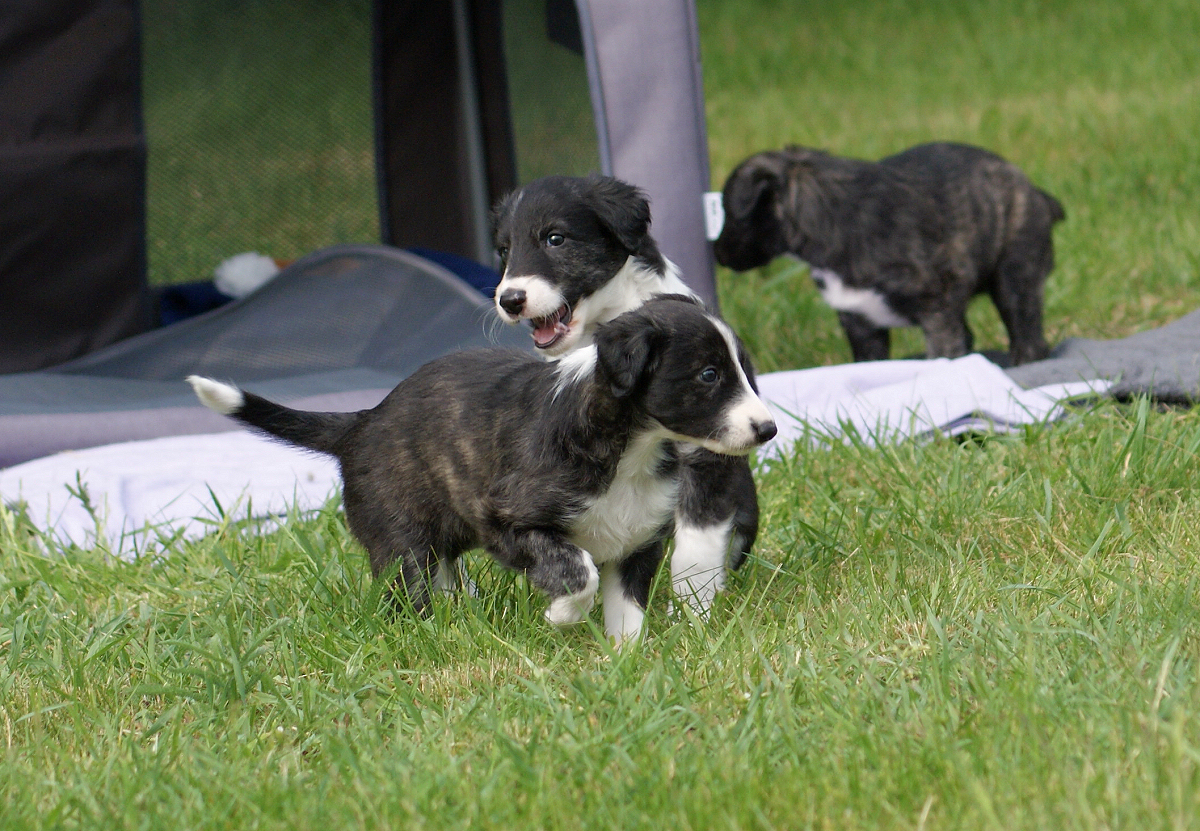 Silken Windhound Welpen 5 Wochen