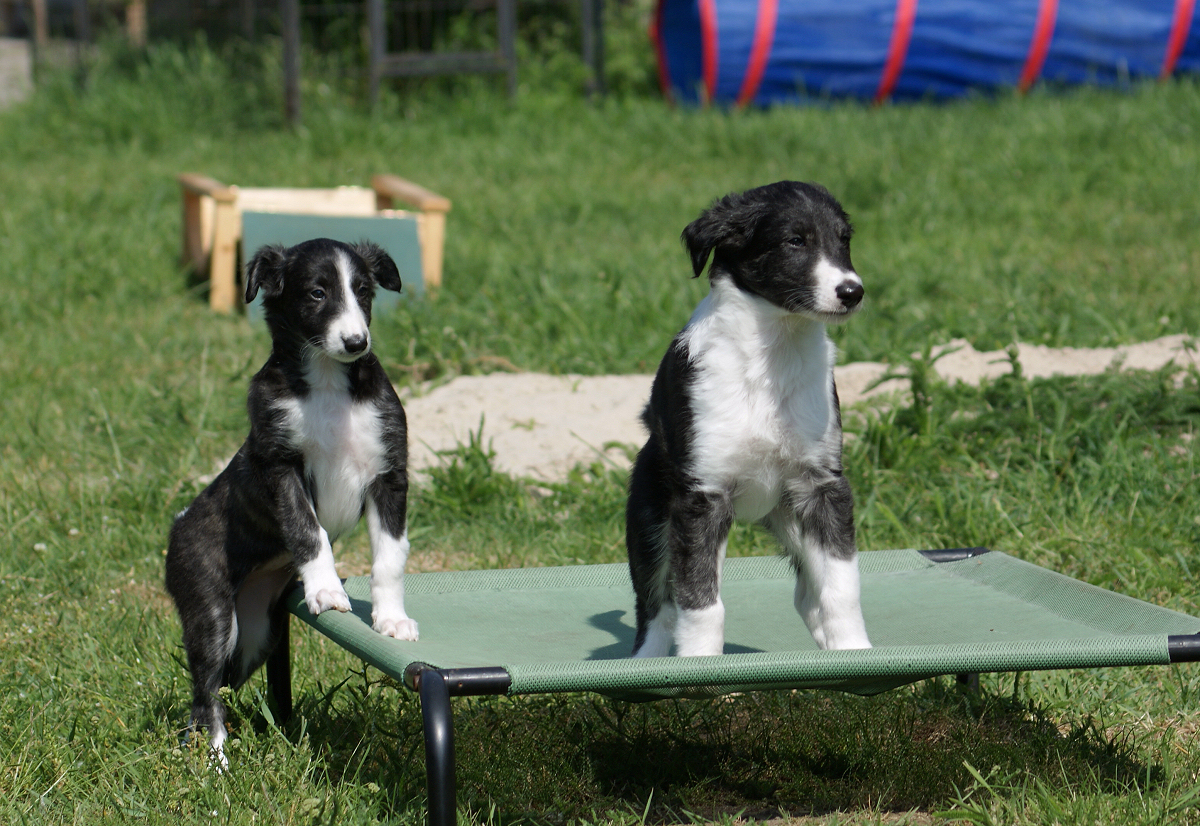 Silken Windhound puppies