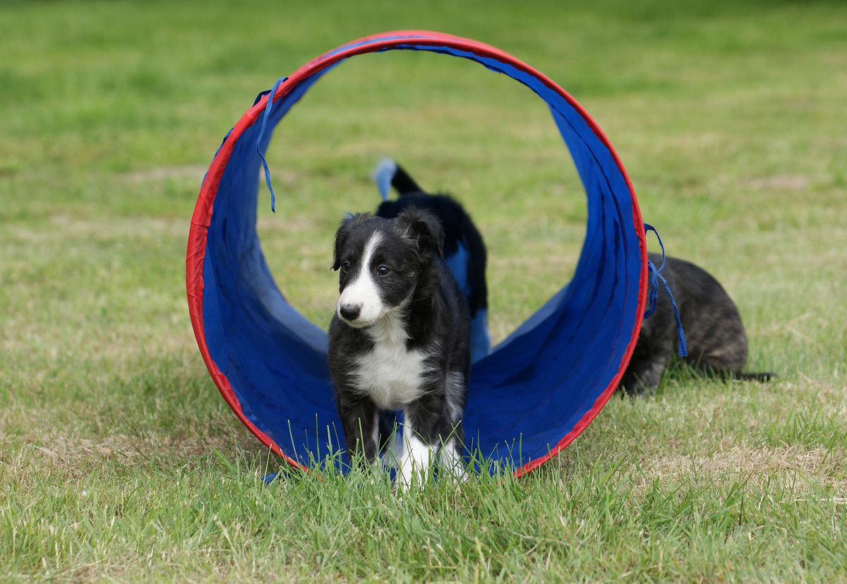 Puppy agility