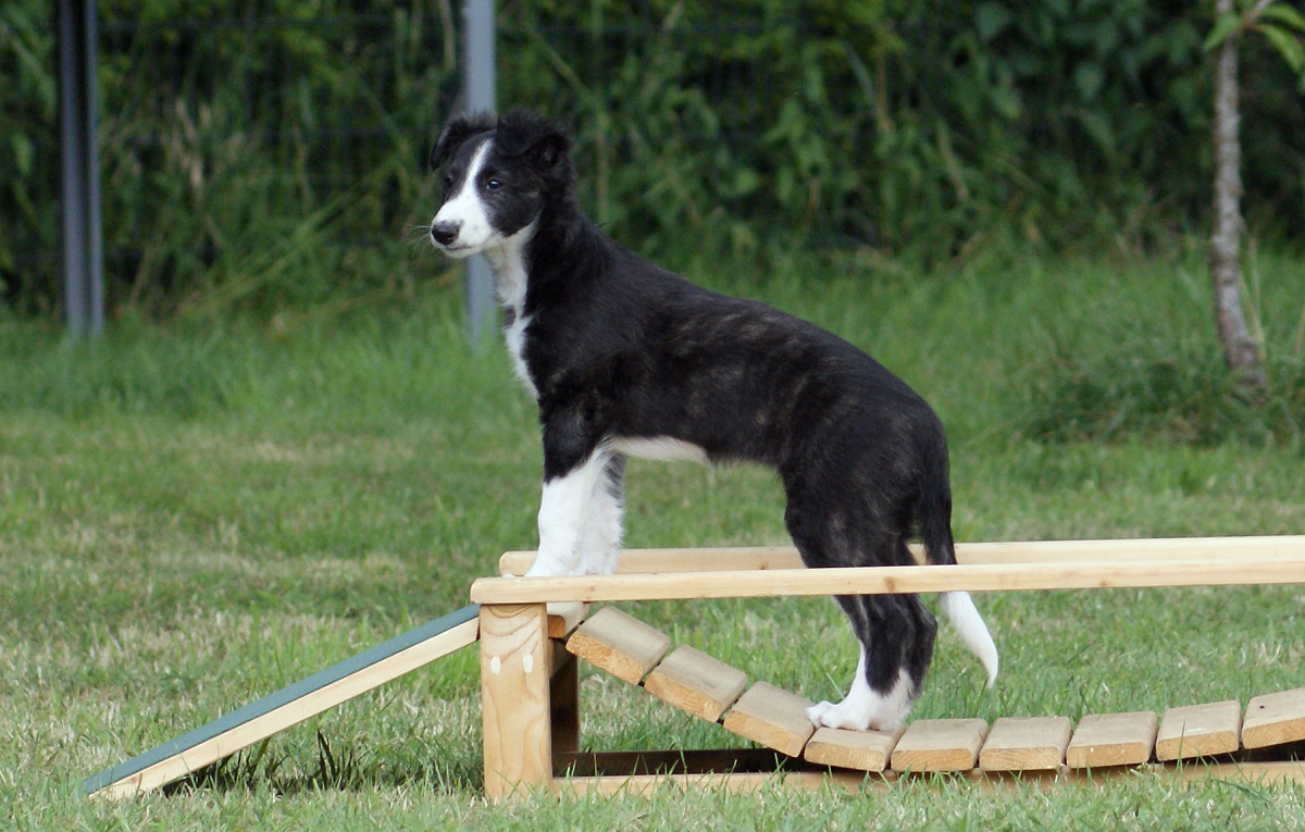 Silken Windhound Fantasia