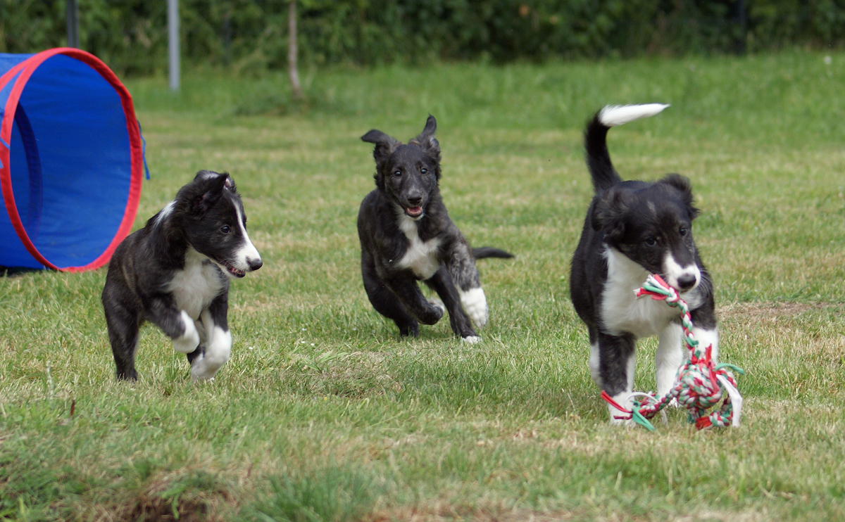 Silken Windhound Welpen