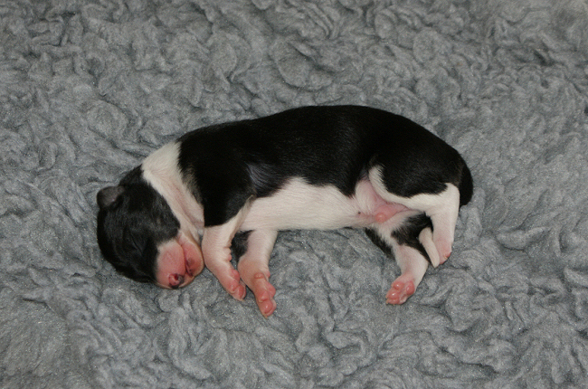 Silken Windhound puppy