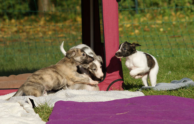 Silken Windhound puppies - Welpen
