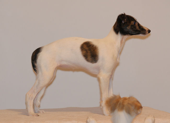 Fay of SilkenJoy - Silken Windhound puppy / Welpe