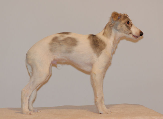 Merlin of SilkenJoy - Silken Windhound