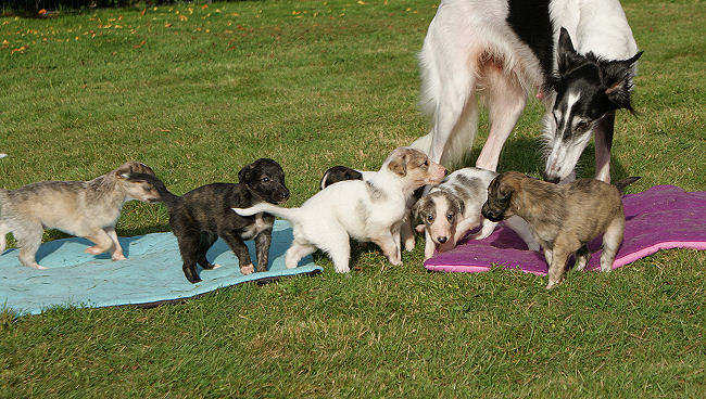 Silken Windhound Welpen / puppies