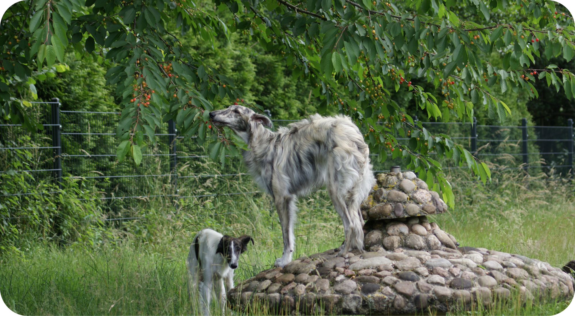 Silken Windhound Caspian pflückt Kirschen