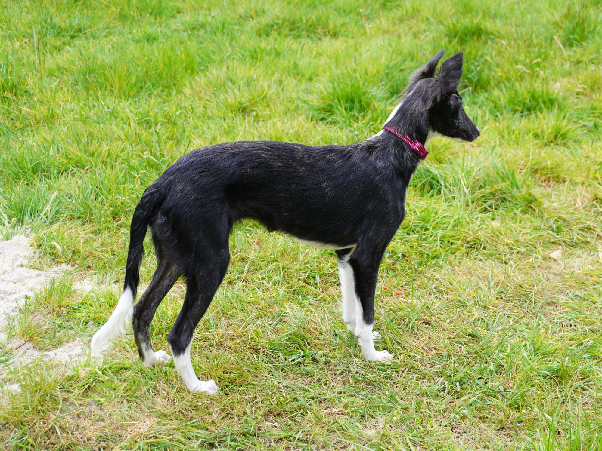 Maggie Hund