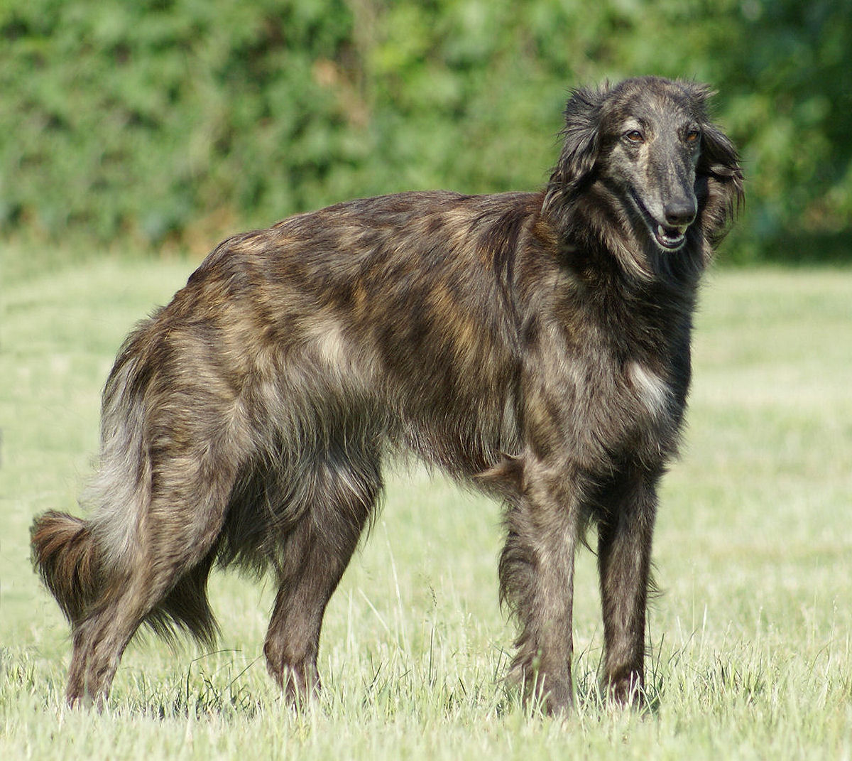 Silken Windhound Kristull Yamaha