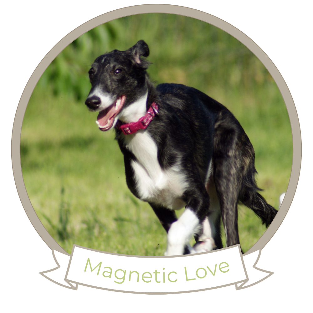 Entourage Magnetic Love
