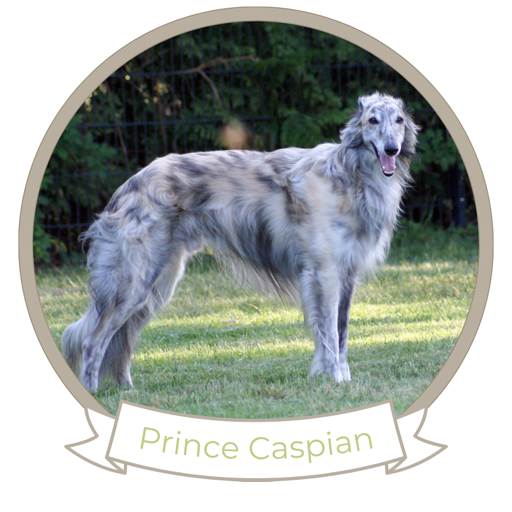 Prince Caspian - Silken Windhound