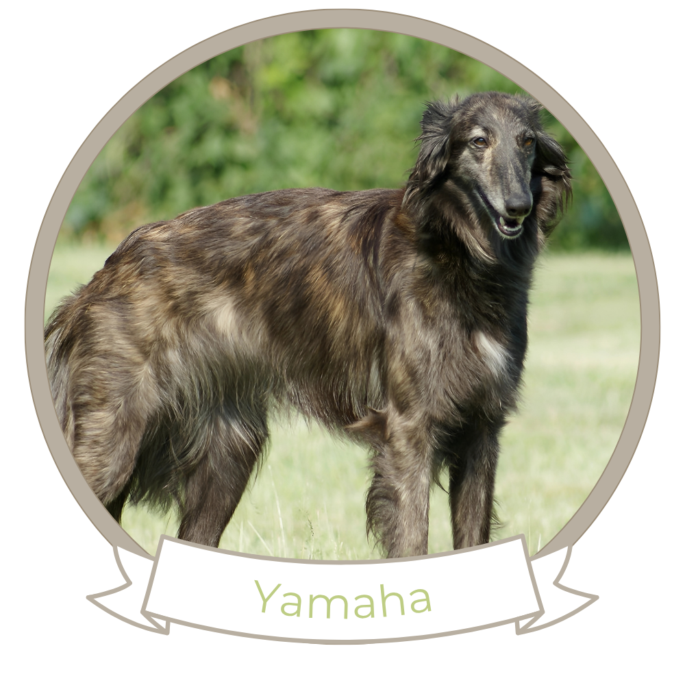 Kristull Yamaha