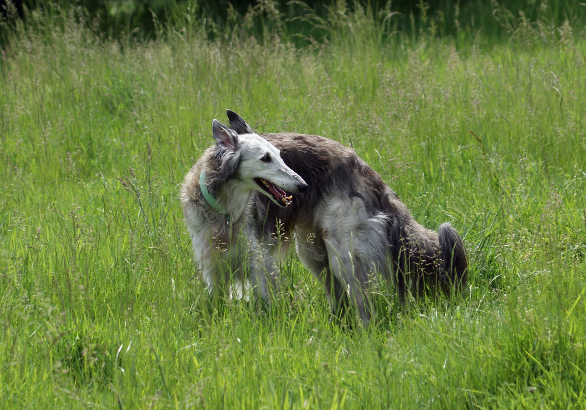 Caspian 10 1/2 Jahre alt