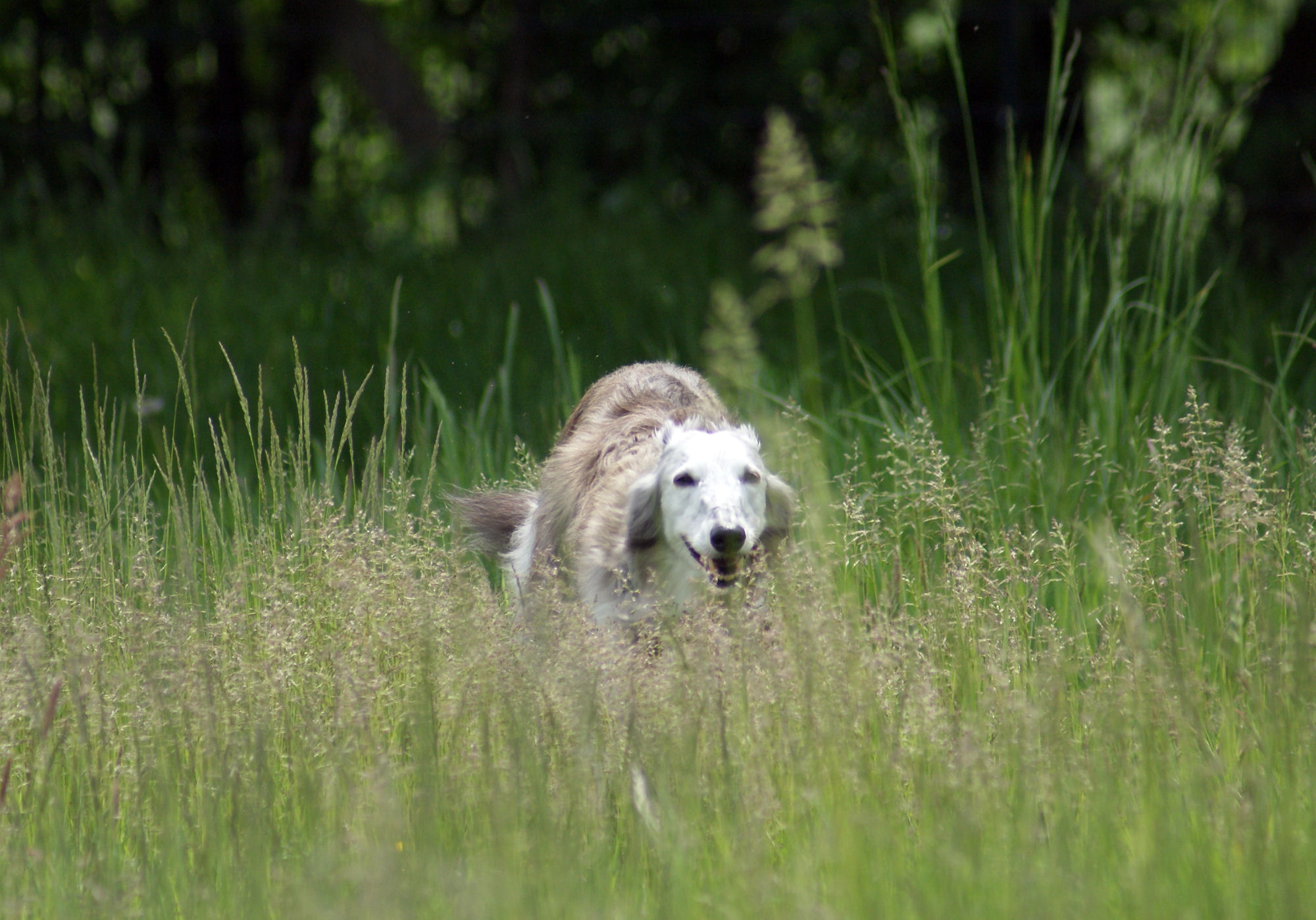 Caspian 10 1/2 Jahre alt