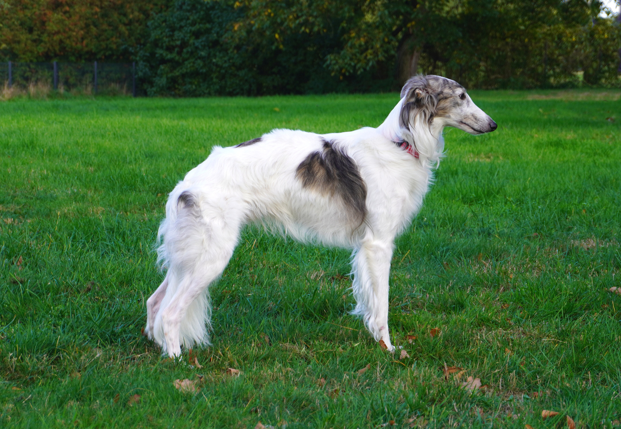 Kristull Esmerillon of Catori