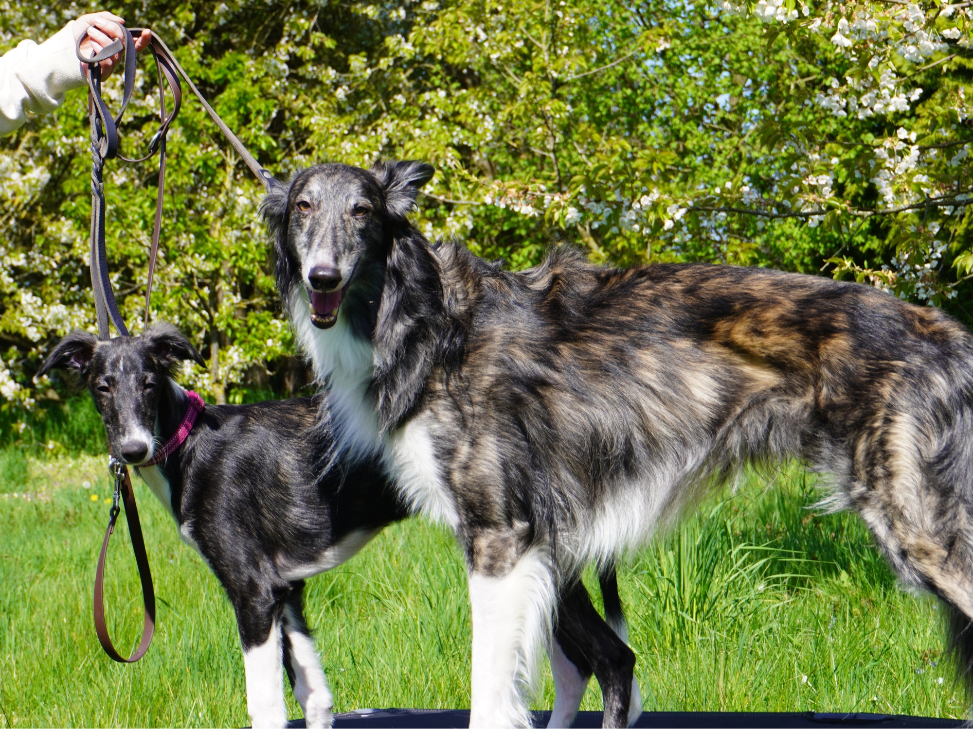 Silken Windhounds