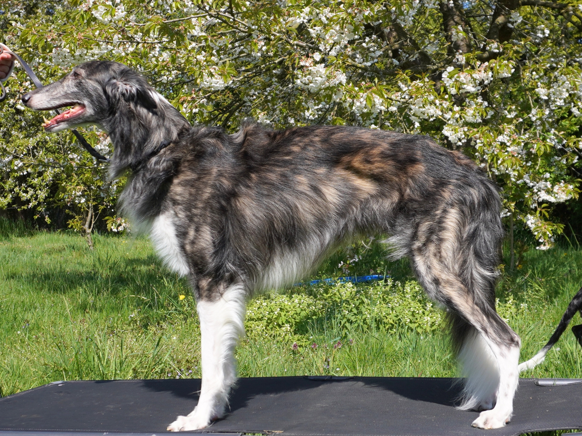 Silken Windhound Pirate King