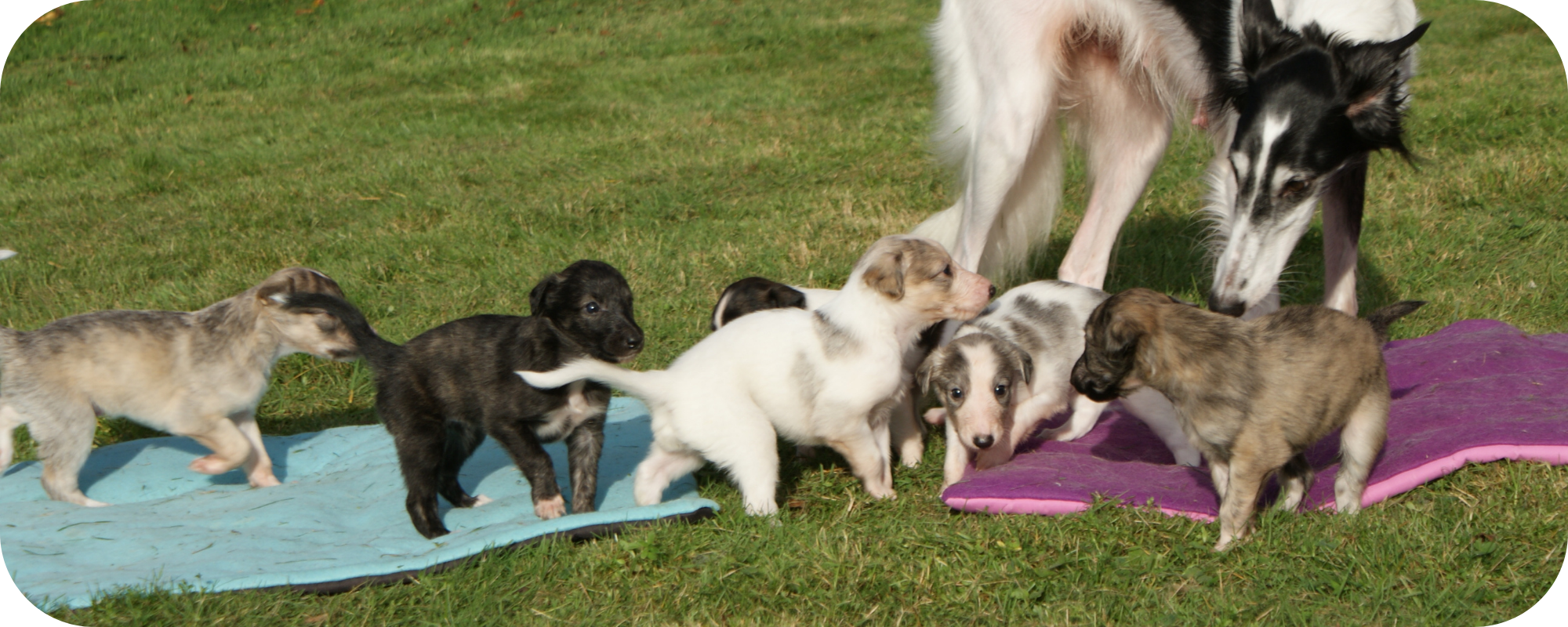 Luna mit ihren Welpen